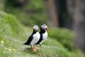 Two Puffins on the Island