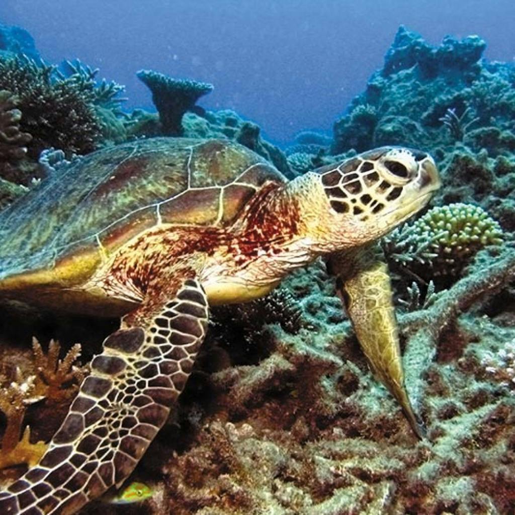 A sea turtle swimming over a coral reef underwater, with various corals and marine life in the background.