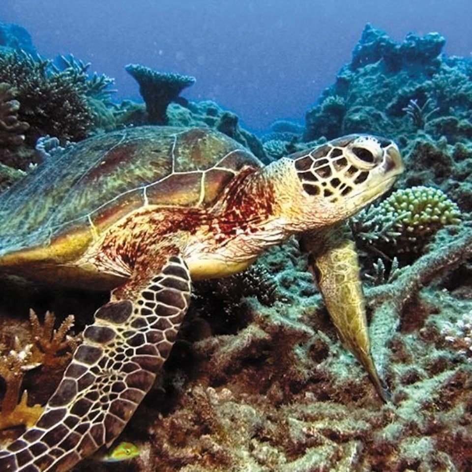 A sea turtle swimming over a coral reef underwater, with various corals and marine life in the background.
