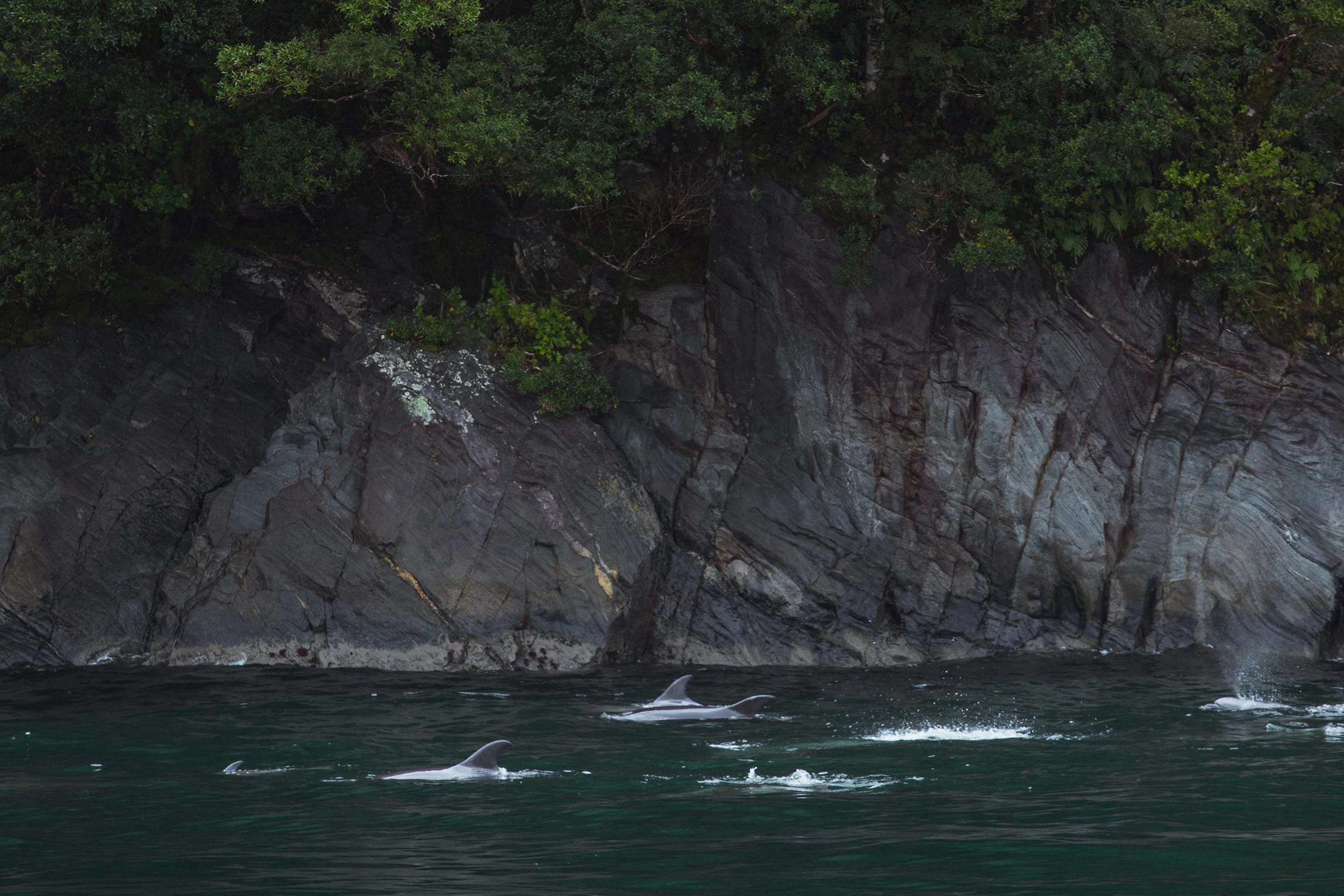 Milford Sound: 1-Hr Sightseeing Cruise