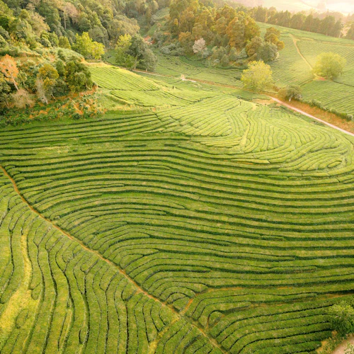 Furnas: Tea Plantations, Lake, and Volcano Guided Tour - Photo 6