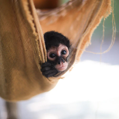 Ein Affenbaby lugt aus einer braunen Stoffhängematte hervor und schaut mit seinen großen Augen direkt in die Kamera.