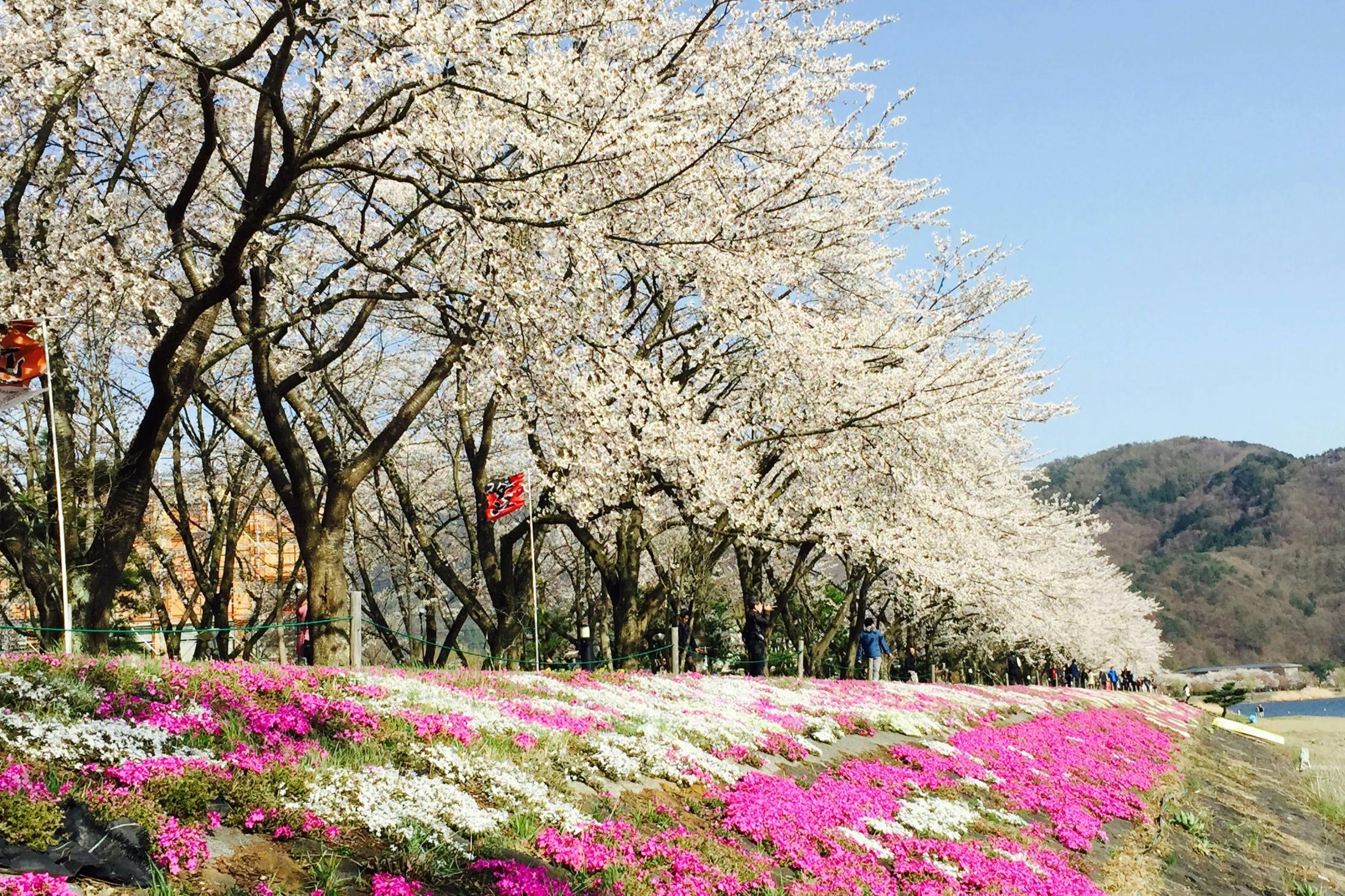 Mount Fuji, Oshino Hakkai & Gotemba Premium Outlets: Guided Bus Tour from Tokyo in Tokyo – Tiqets