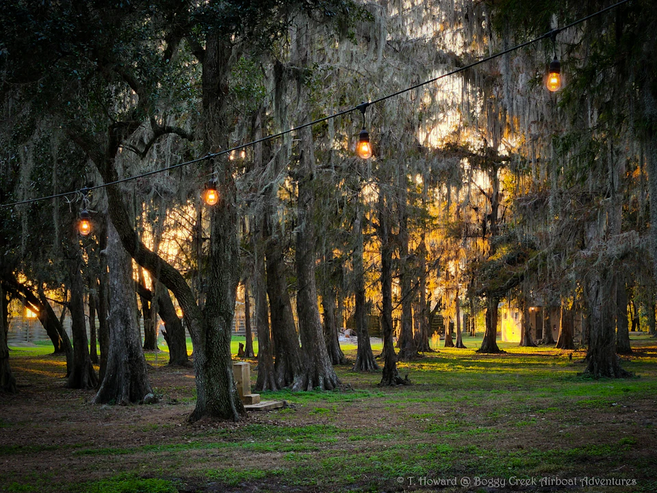 Trees with hanging Spanish moss and string lights at dusk in a wooded area. Sunlight filters through the trees, illuminating the scene.