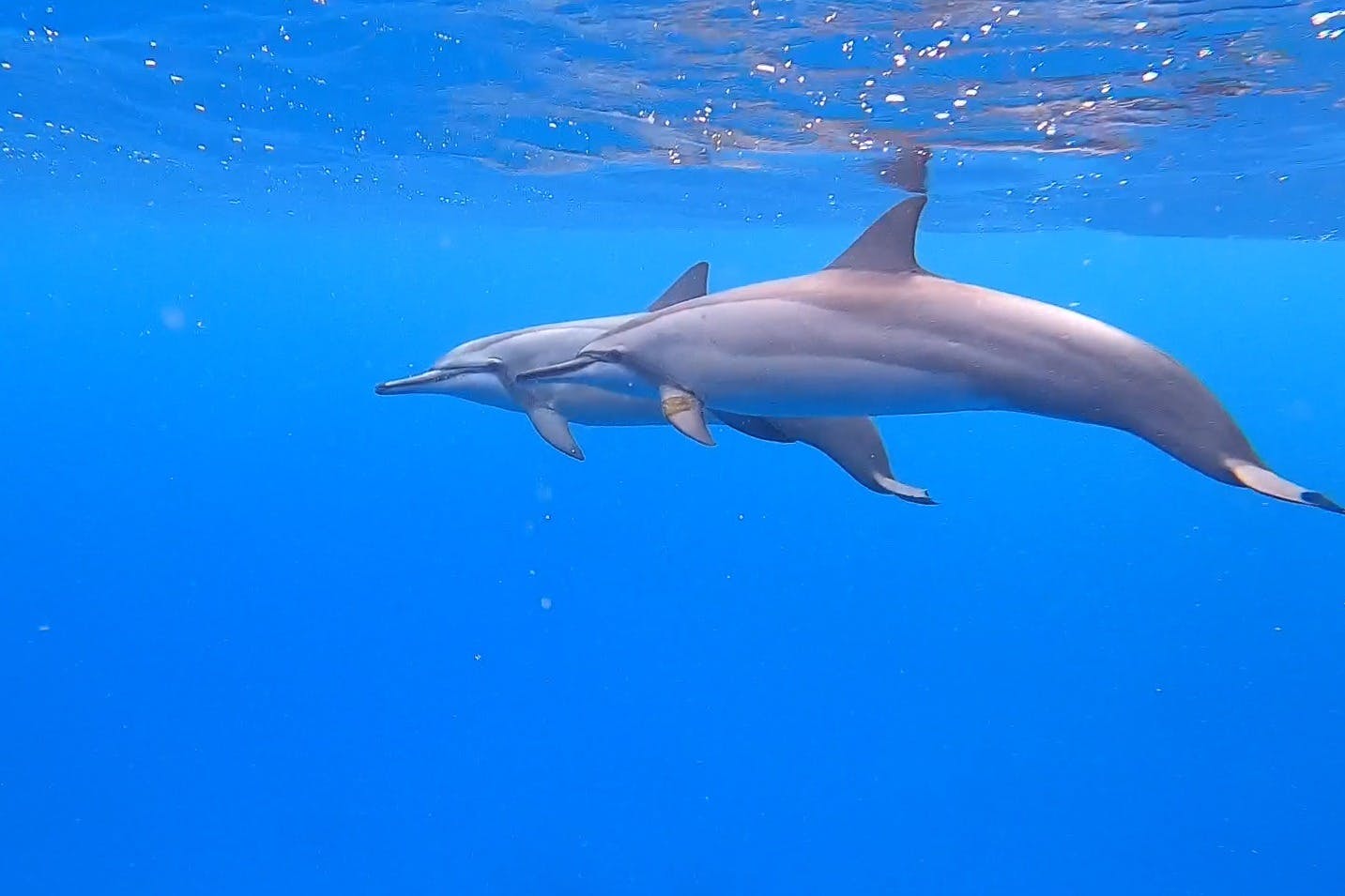 Spinner dolphin swimming in the clear blue waters off the coast of Oʻahu.