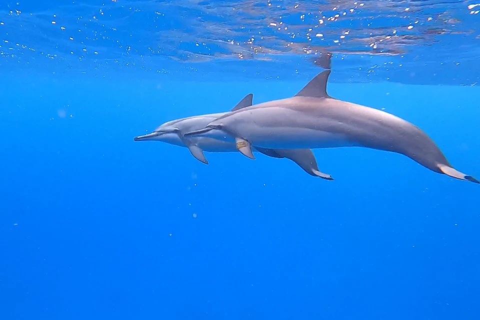 Spinner dolphin swimming in the clear blue waters off the coast of Oʻahu.