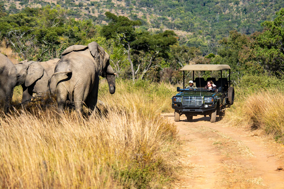 Elephants at Aquila Game Reserve