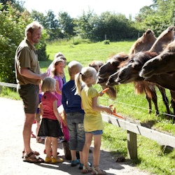 Tours & Sightseeing | Givskud Zoo - Zootopia things to do in Vejle