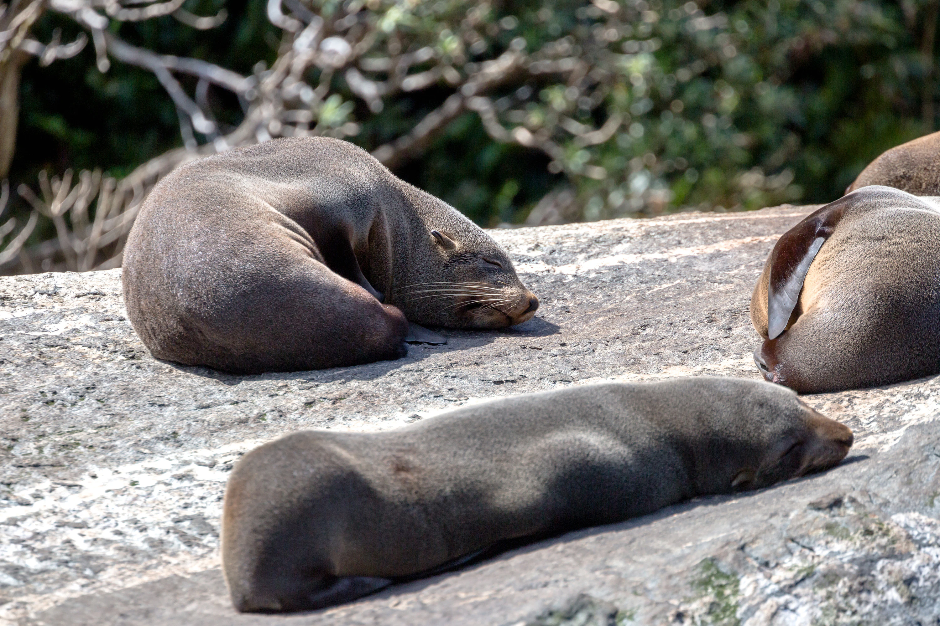 Milford Sound: 1-Hr 30-Min Nature Cruise by Southern Discoveries