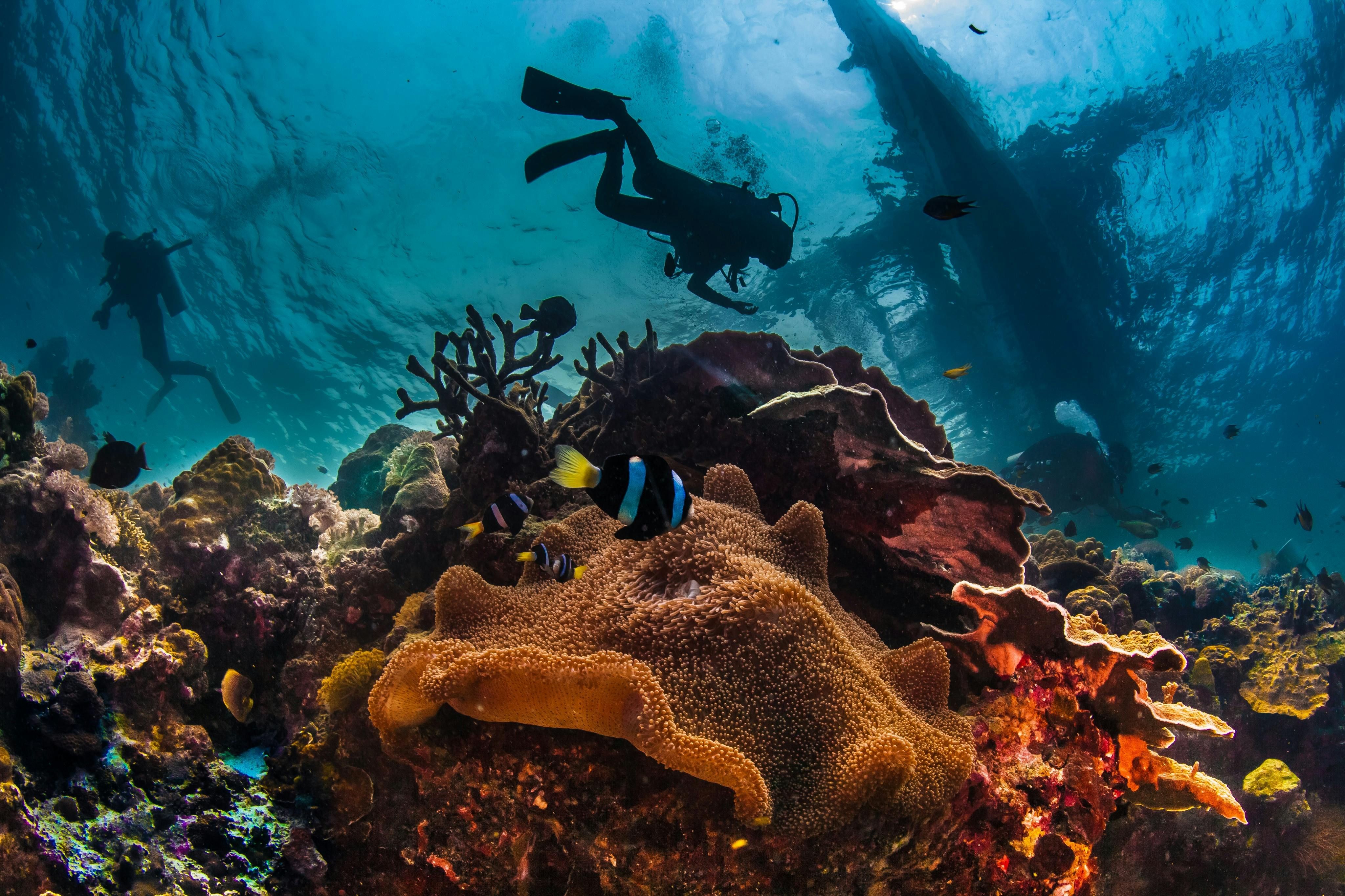 A scuba diver swims over a vibrant coral reef with various fish and marine life in clear blue water.