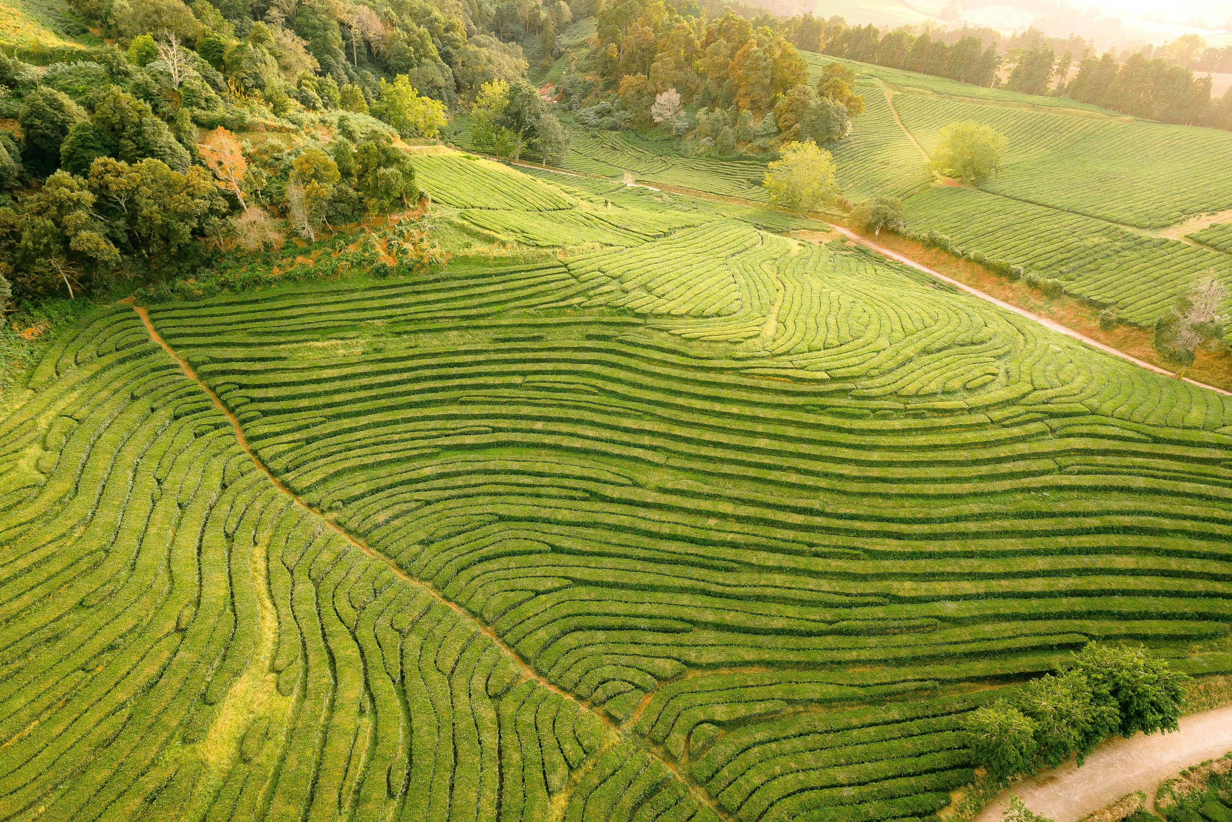 Φυτείες τσαγιού Gorreana