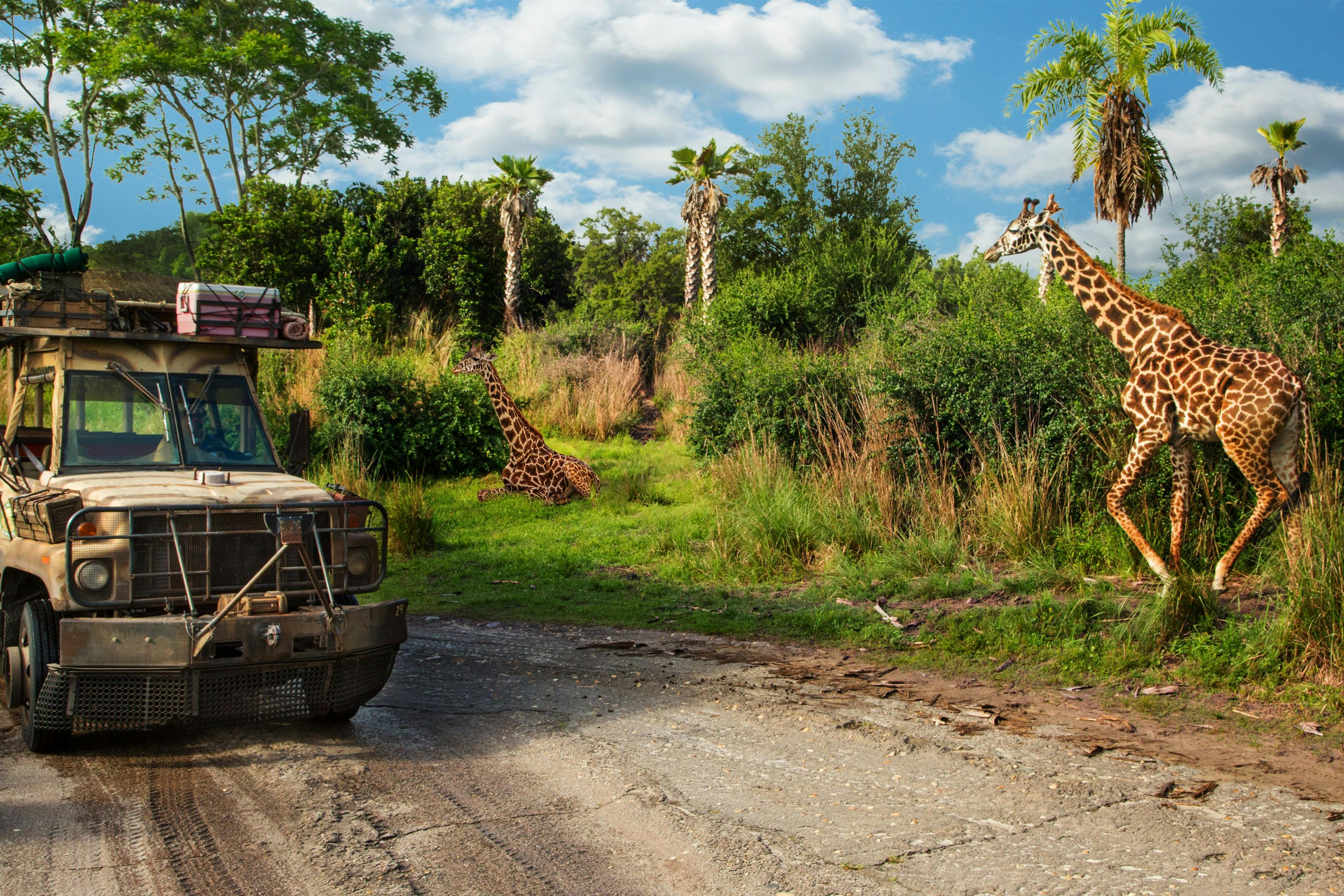 <City 79889> things to do #10: Disney's Animal Kingdom
