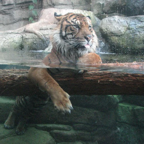 Downtown Aquarium Denver: bilhete de entrada - Photo 13