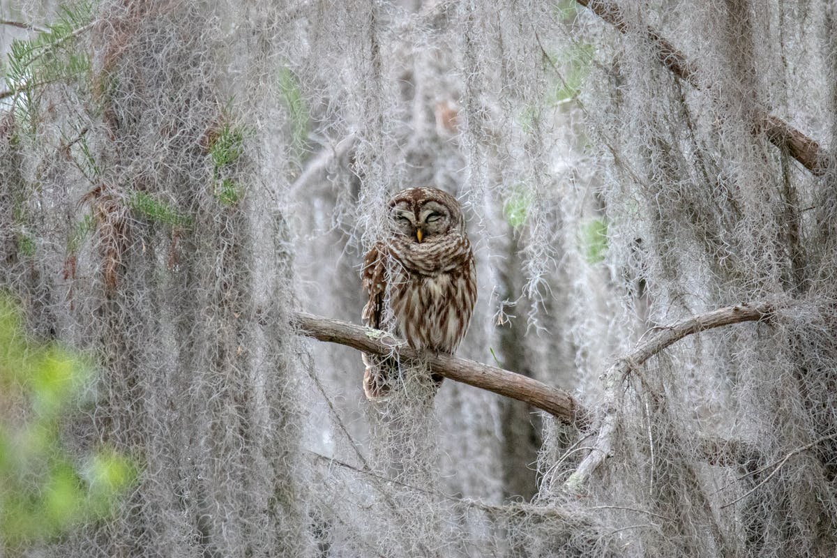 Brun ugle, der ligger på en gren, omgivet af hængende mos i en skov.