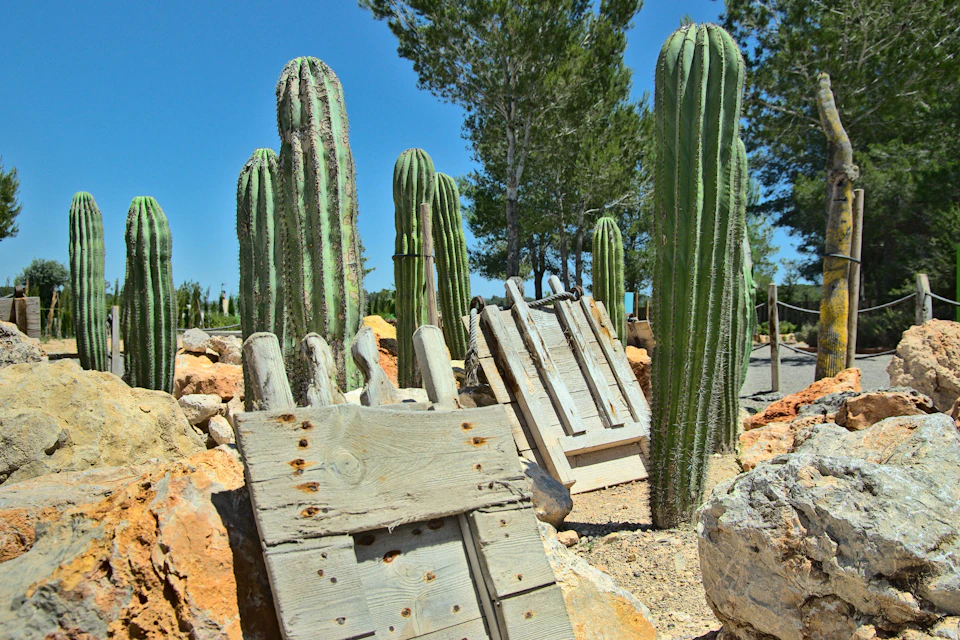 Habitat of the Pitiusa Lizard