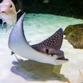 Dubais akvarium och undervattenszoo
