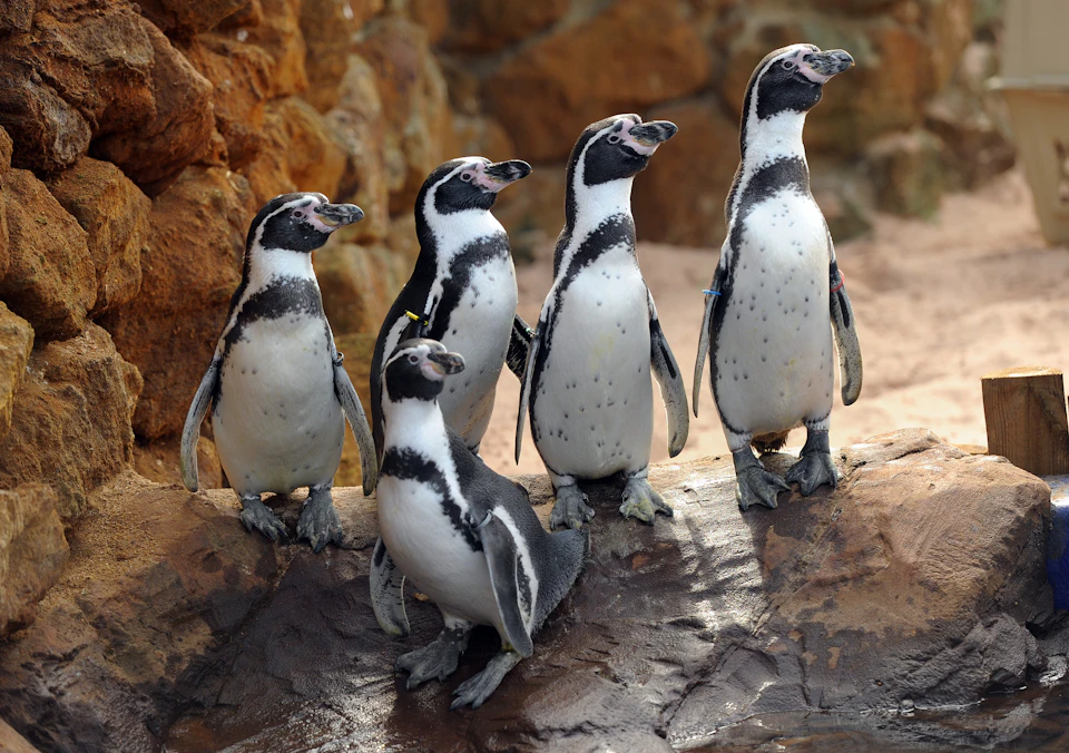 penguins