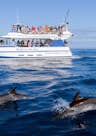 Avistamiento de delfines desde la cubierta del Spirit of the Sea