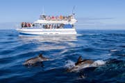 Avistament de delfines des de la coberta de l'Esperit del Mar