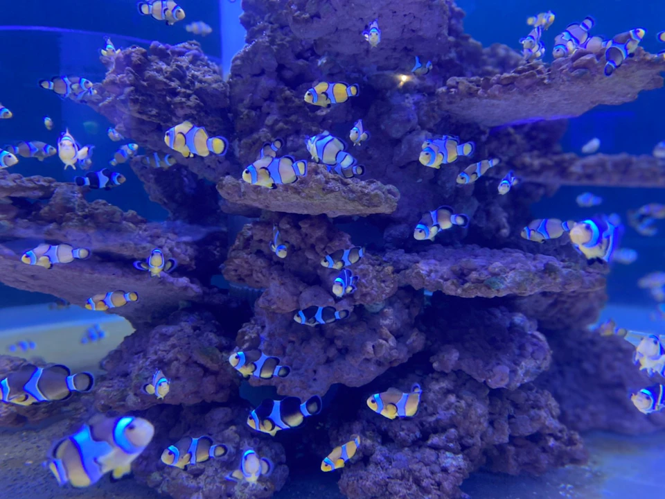 Clownfish swimming around a coral reef structure in an aquarium under blue lighting.