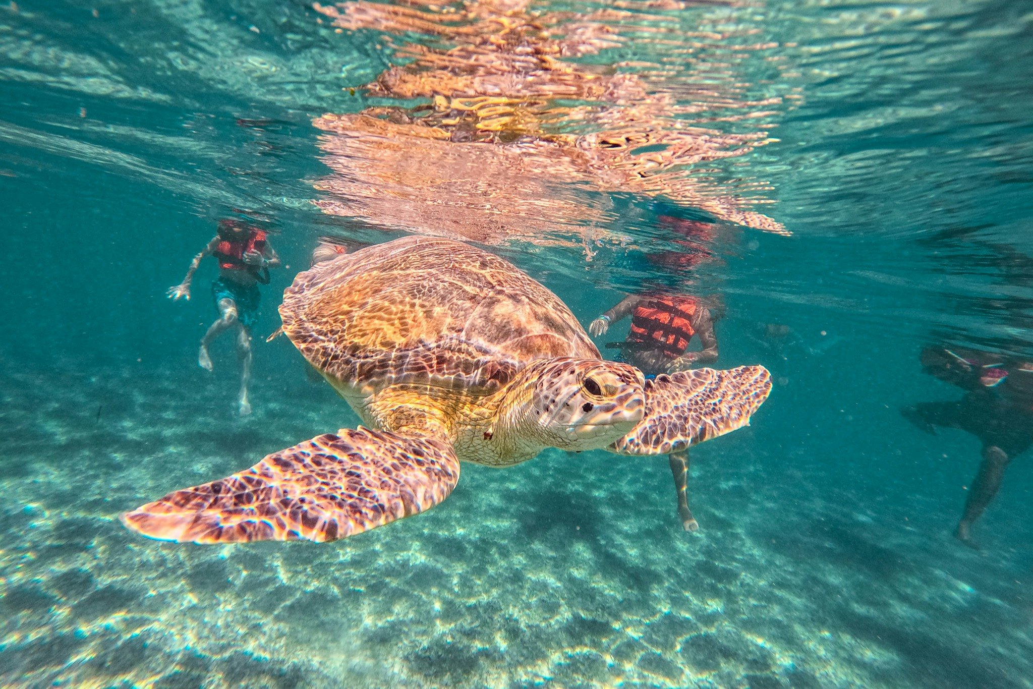 Ruinas Mayas de Tulum y Akumal: Excursión de un día con baño de tortuga y buceo en cenote