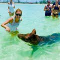 Spiaggia di Maiale di Grand Bahamas