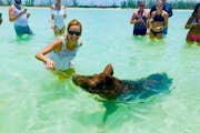 Playa del Cerdo de las Grandes Bahamas