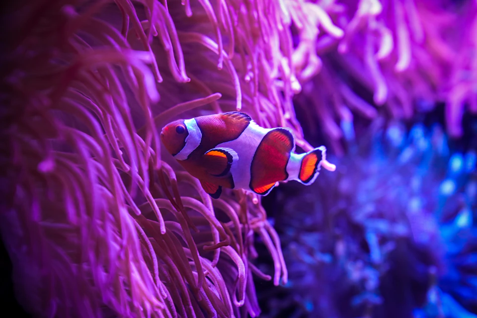 A clownfish swimming among vibrant pink sea anemone tentacles in a brightly lit underwater scene.