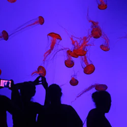 Ripley's Aquarium of Canada: Sharks After Dark 3