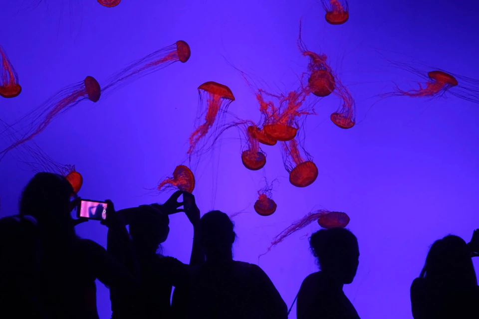 Ripley's Aquarium of Canada