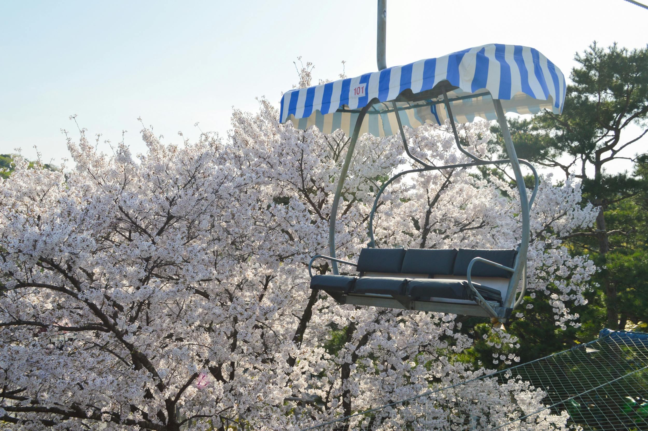 A canopy swing chair with a striped roof is suspended amidst blooming cherry blossom trees under a clear sky.