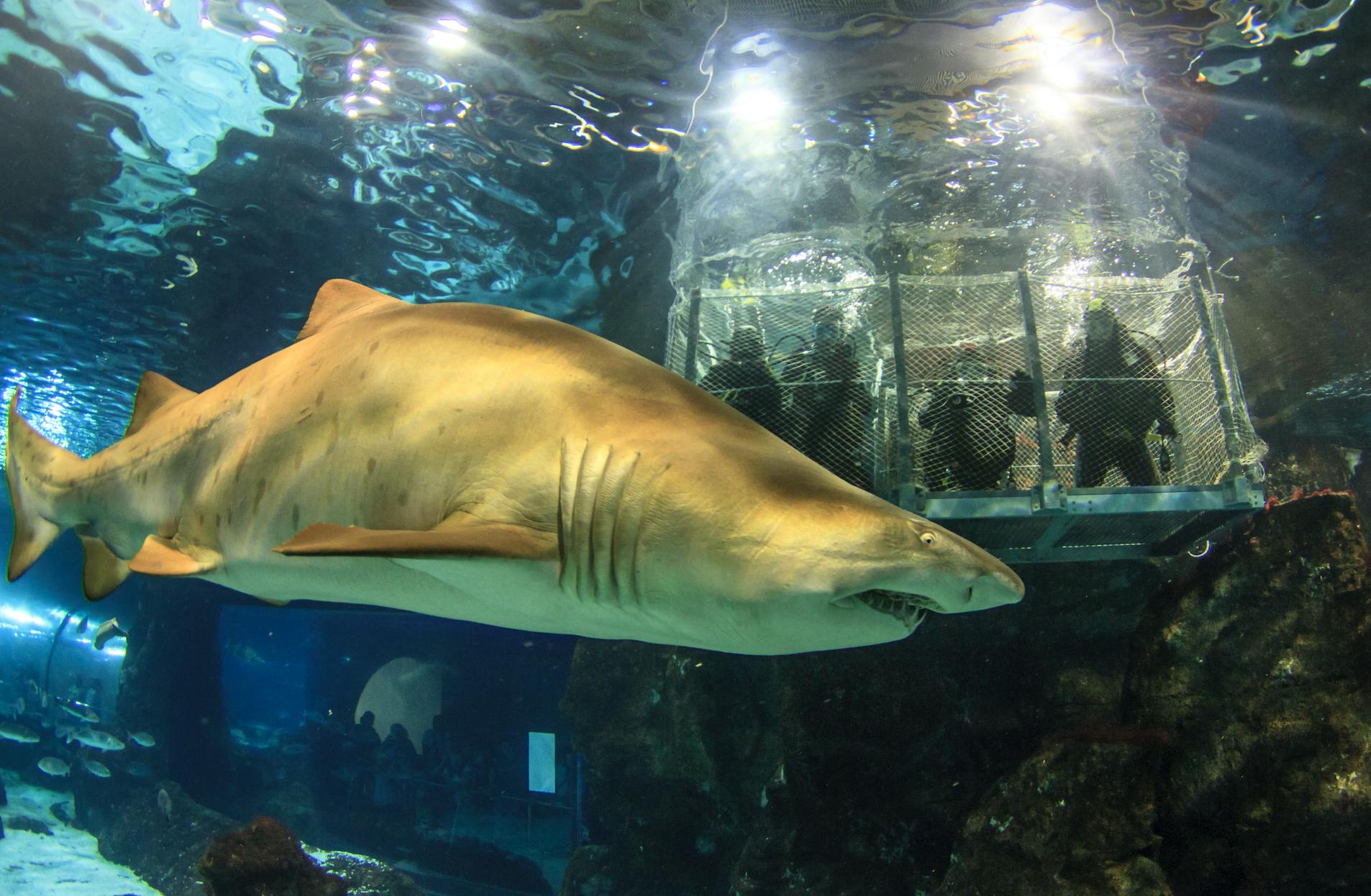 Un grand requin nageant dans un aquarium près d'une cage sous-marine avec des personnes observant de l'intérieur.