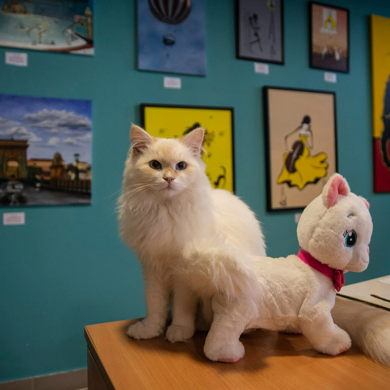 Cat Museum Budapest: Entry Ticket + Audio Guide in Budapest β Tiqets