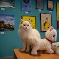 Notre chat sibérien rouge-argenté devant le mur de la galerie d'art