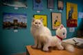 Unsere sibirische rot-silberne Point-Katze vor der Wand der Kunstgalerie