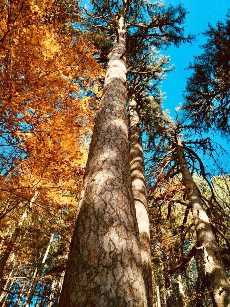 Guardando gli alti alberi con le foglie autunnali e il cielo azzurro sullo sfondo.