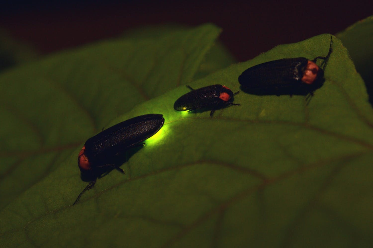 休暇中のホタル