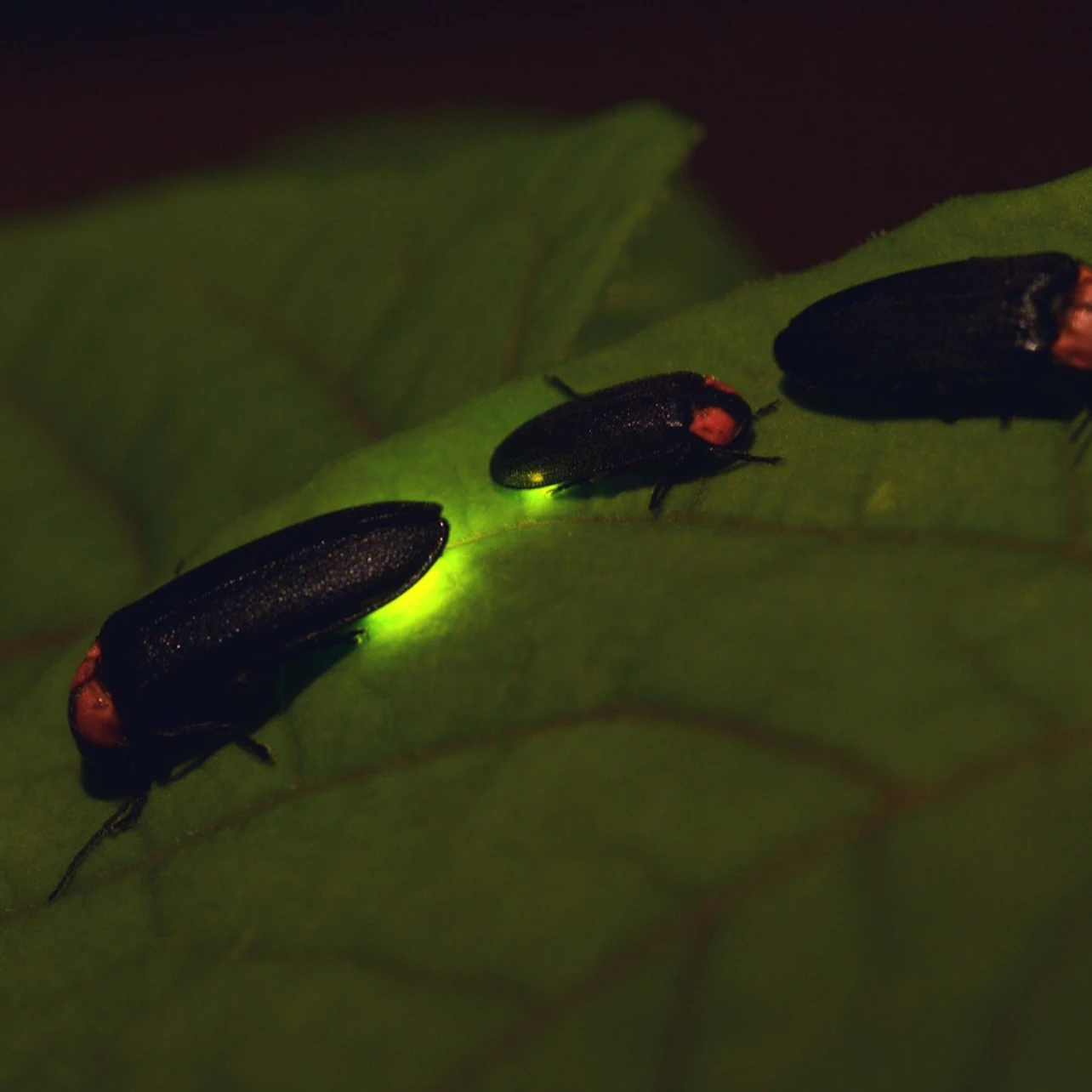 Bali: Firefly-Watching Experience + Traditional Dinner in Bali β Tiqets