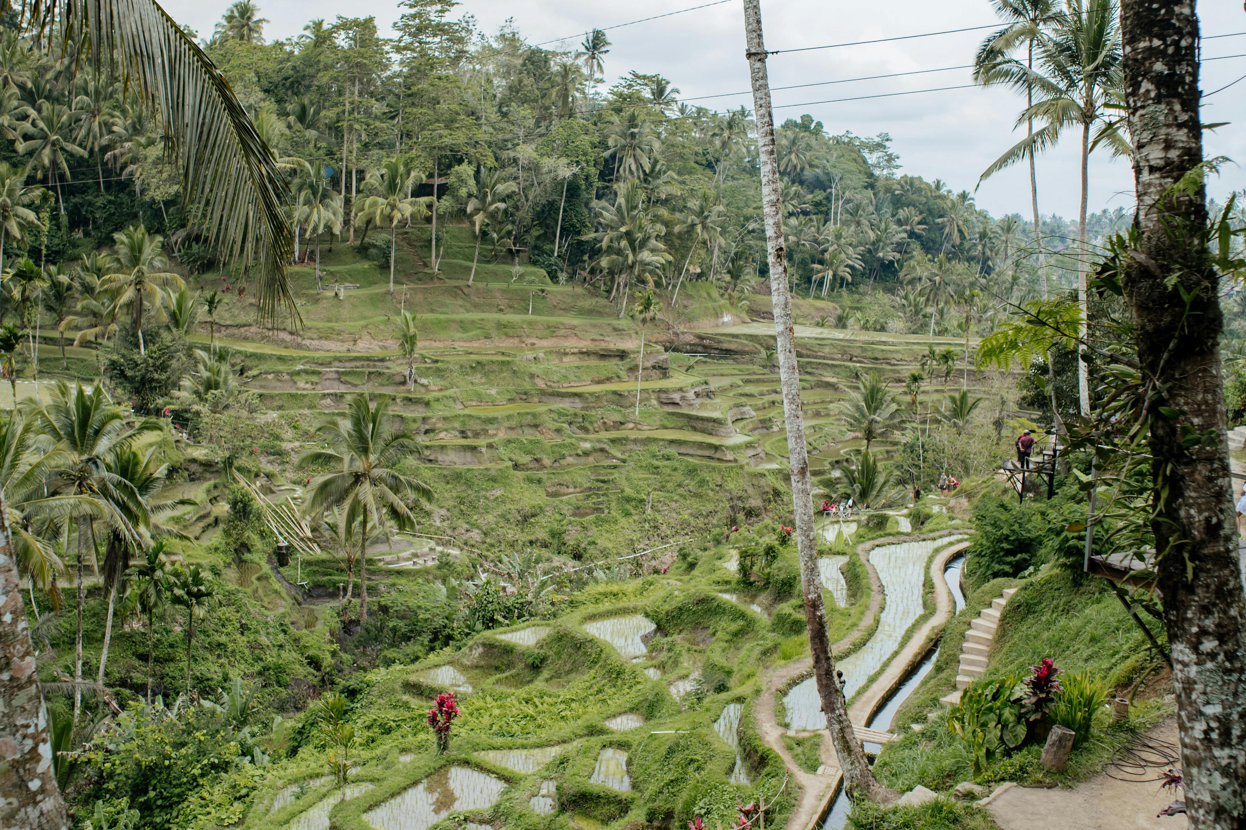 Tegalalang Rice Terraces