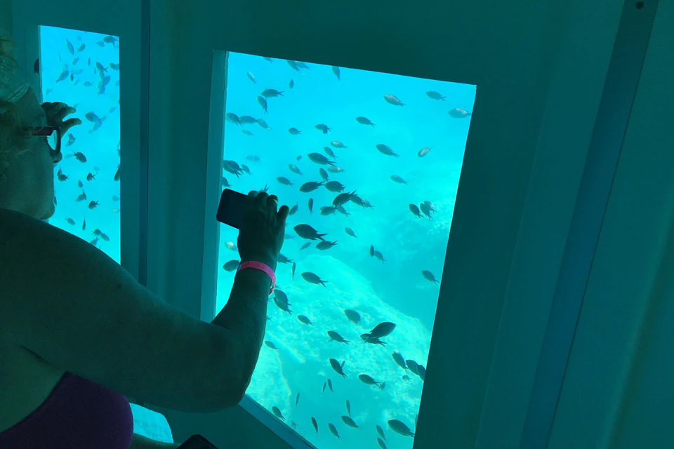 fish