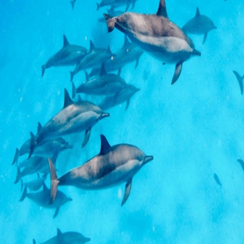 Hurghada Dolphin House Snorkeling Trip