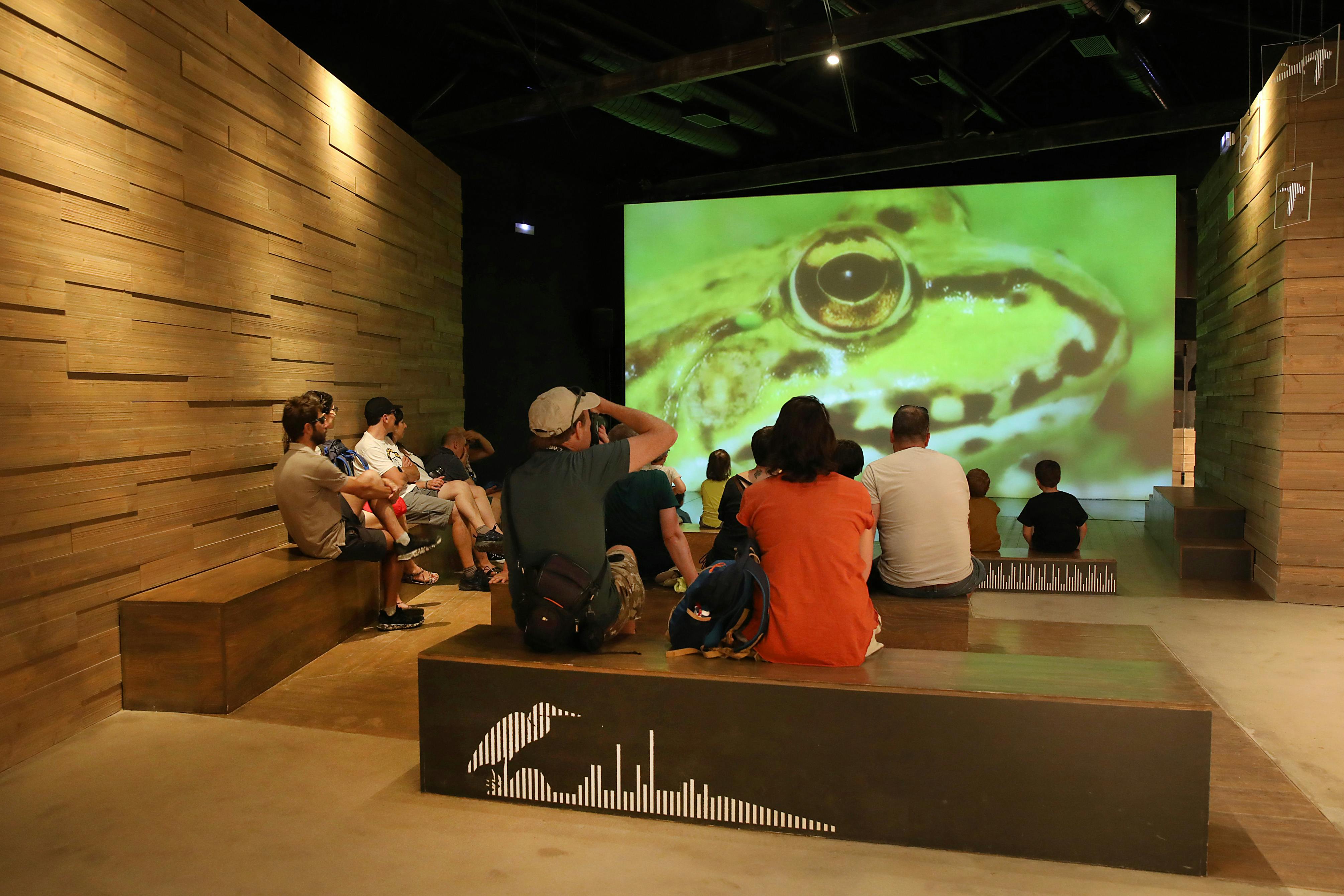 Lidé seděli na dřevěných lavičkách v tlumeně osvětlené místnosti a sledovali velkou obrazovku zobrazující zblízka žabí obličej.