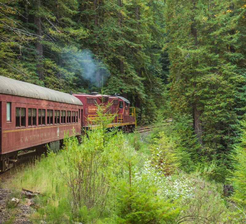 A red and yellow train traveling through a dense forest with tall green trees and lush vegetation.