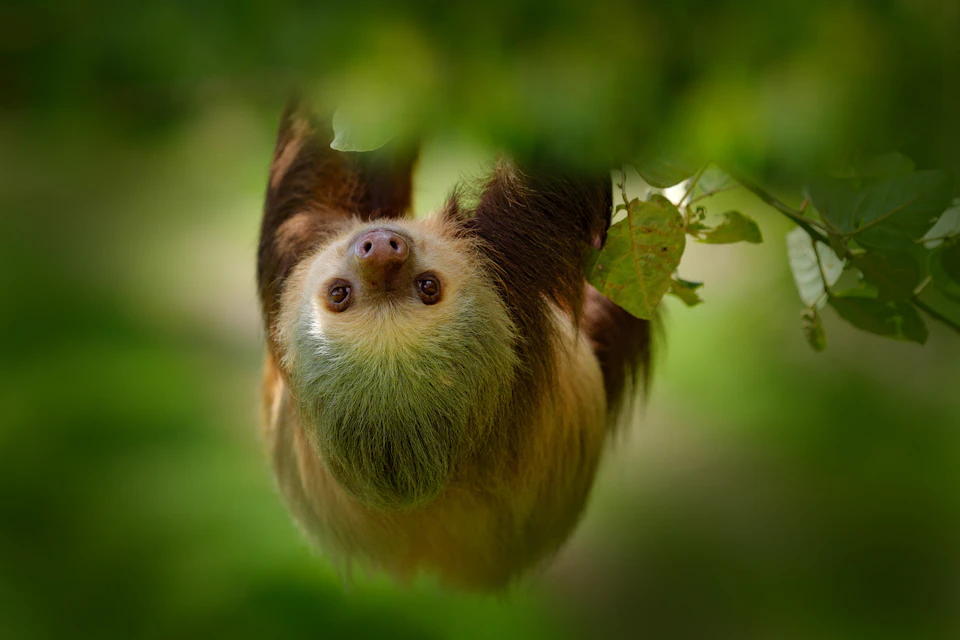 A sloth hanging upside down from a branch with green leaves, set against a blurred green background.