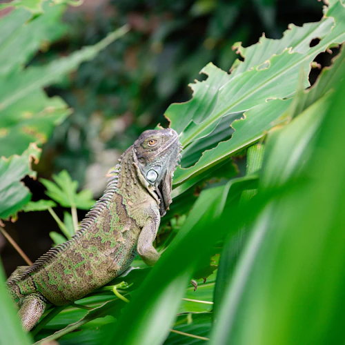 Victoria Butterfly Gardens: Entry Ticket - Photo 3