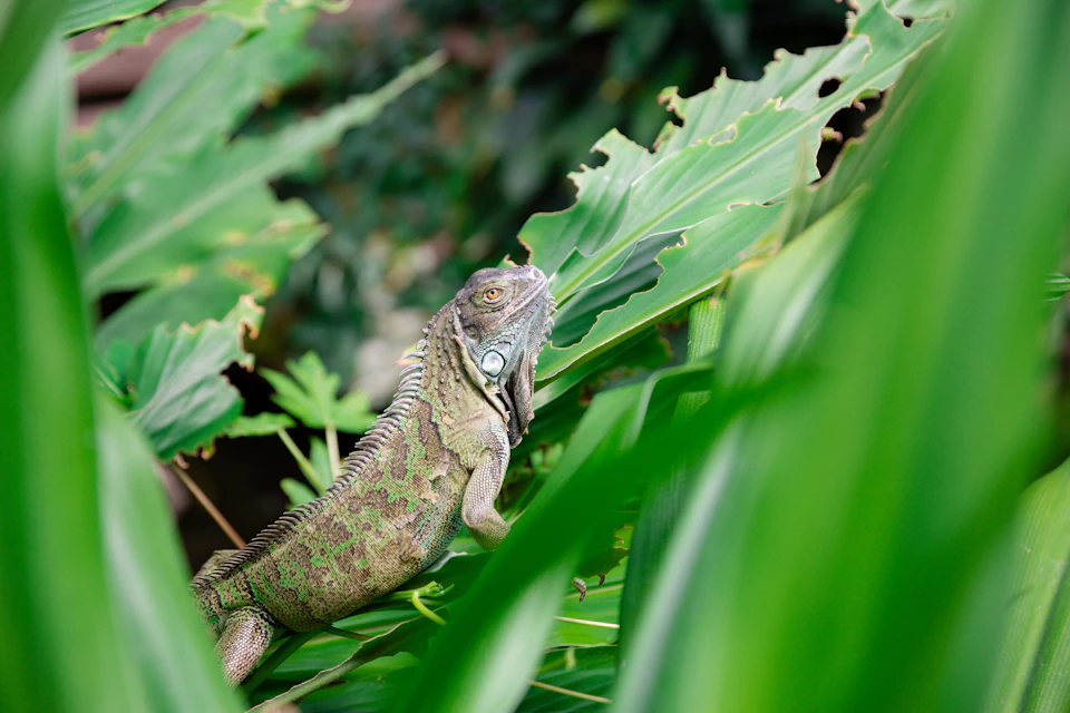 A green iguana rests on large, leafy green plants in a dense, natural setting.