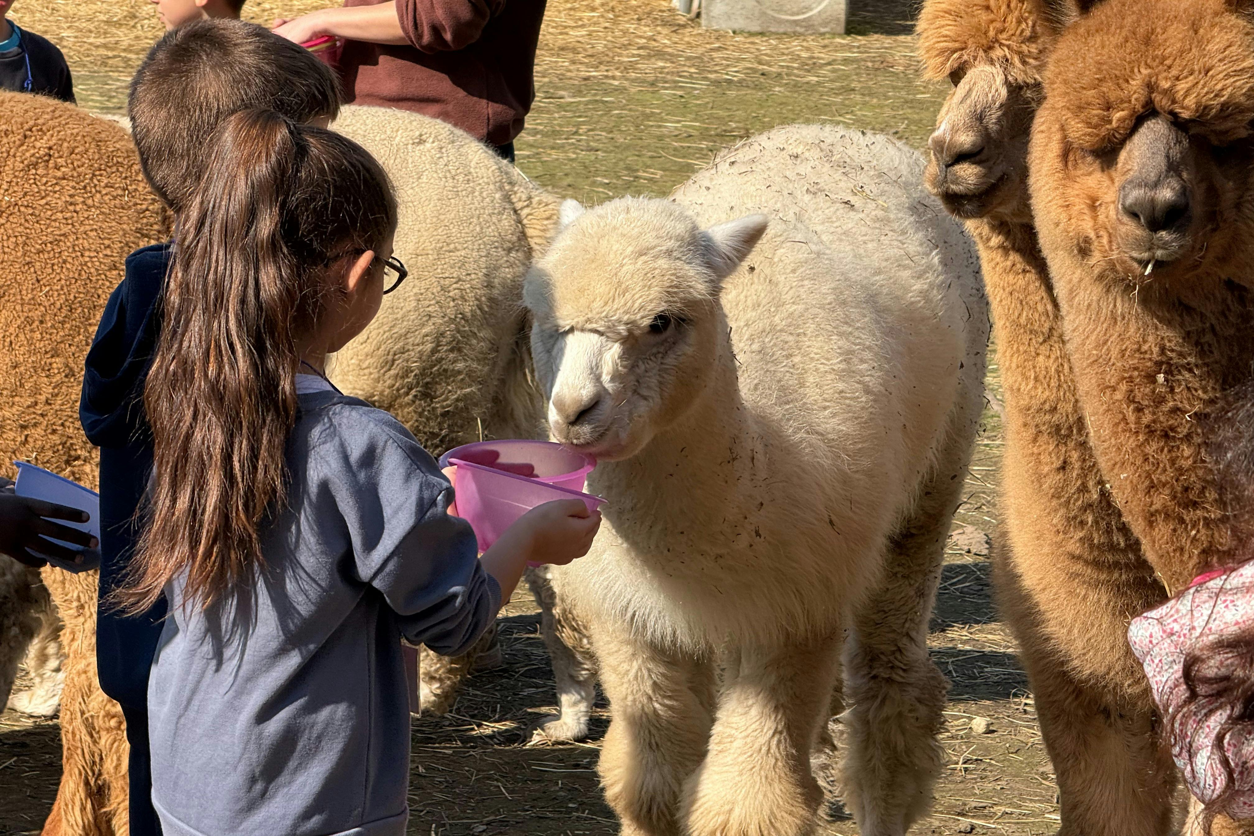 A child with a ponytail feeds a white alpaca from a pink bowl, surrounded by other brown alpacas and children holding feed cups.