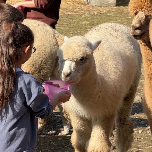 Ett barn med hästsvans matar en vit alpacka från en rosa skål, omgiven av andra bruna alpackor och barn med foderkoppar.