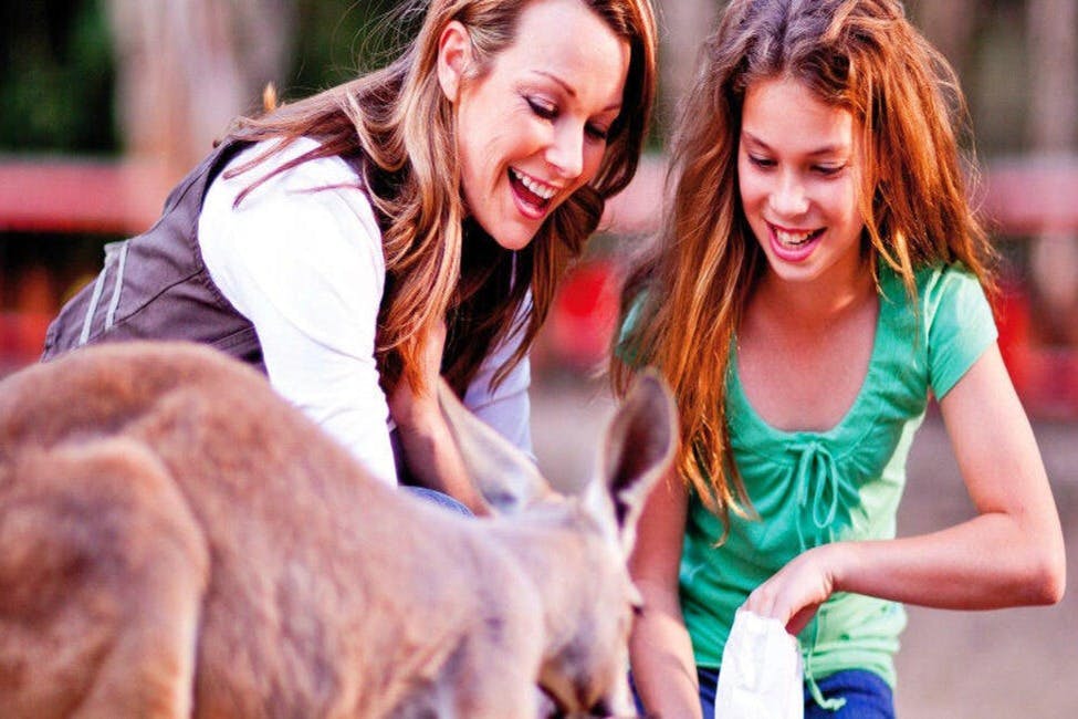 Currumbin Wildlife Sanctuary & TreeTop Challenge