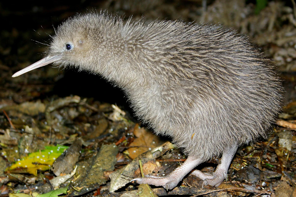 A fluffy brown kiwi chick standing on a forest floor with leaves and twigs scattered around.